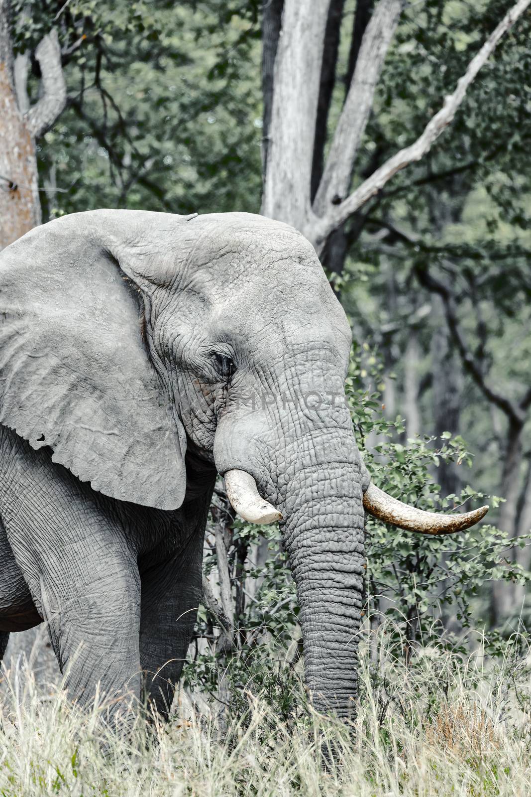 Majestic African Elephant in Moremi game reserve, Botswana safari wildlife