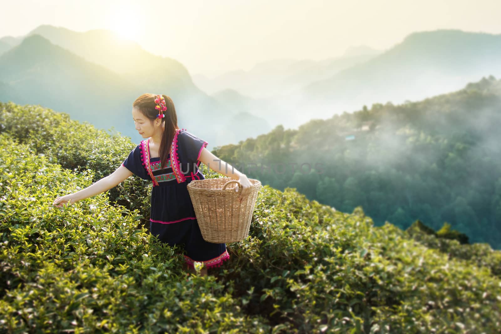 Young Tribal Asian women from Thailand picking tea leaves on tea field plantation in the morning at doi ang khang national park , Chiang Mai, Thailand. Beautiful Asia female model in her 30s. by asiandelight