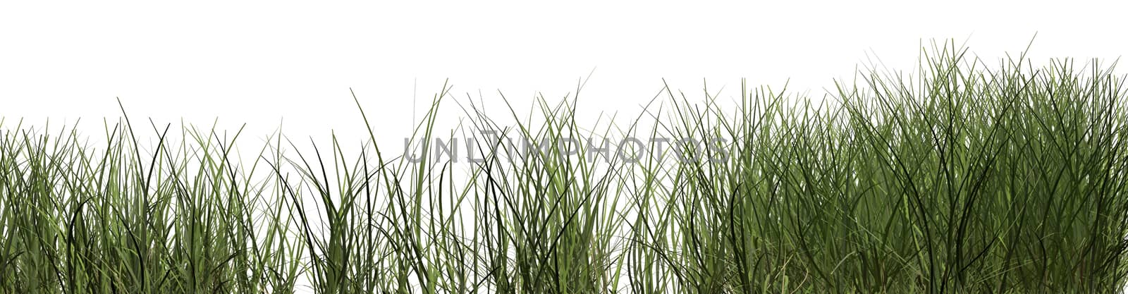 grass by vitanovski