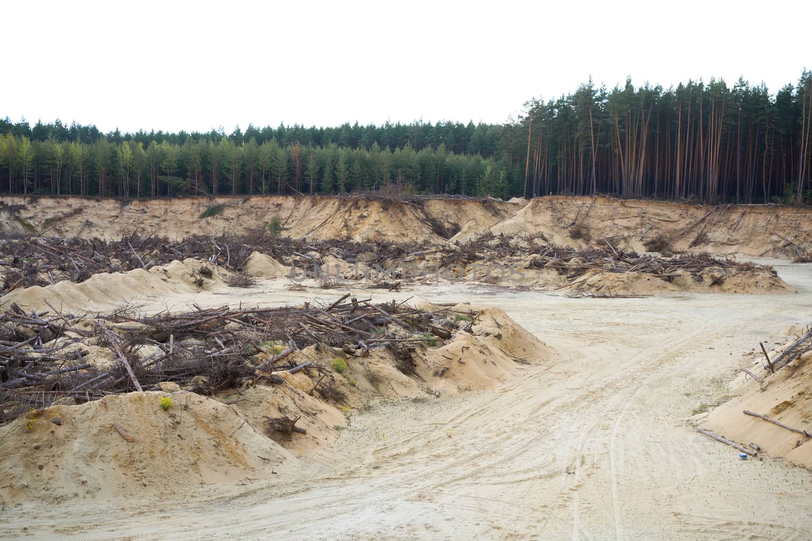 Deforestation forest disaster change climate global warming problem Felled pine trees lie Destruction forest for Sand mining.