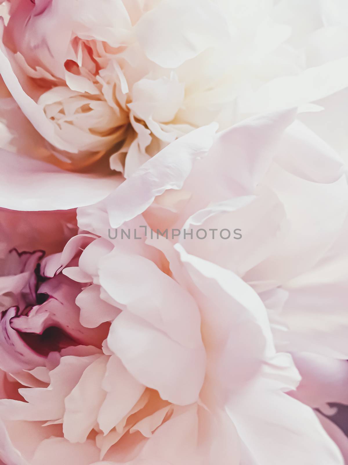 Pink peony flower as abstract floral background for holiday branding design