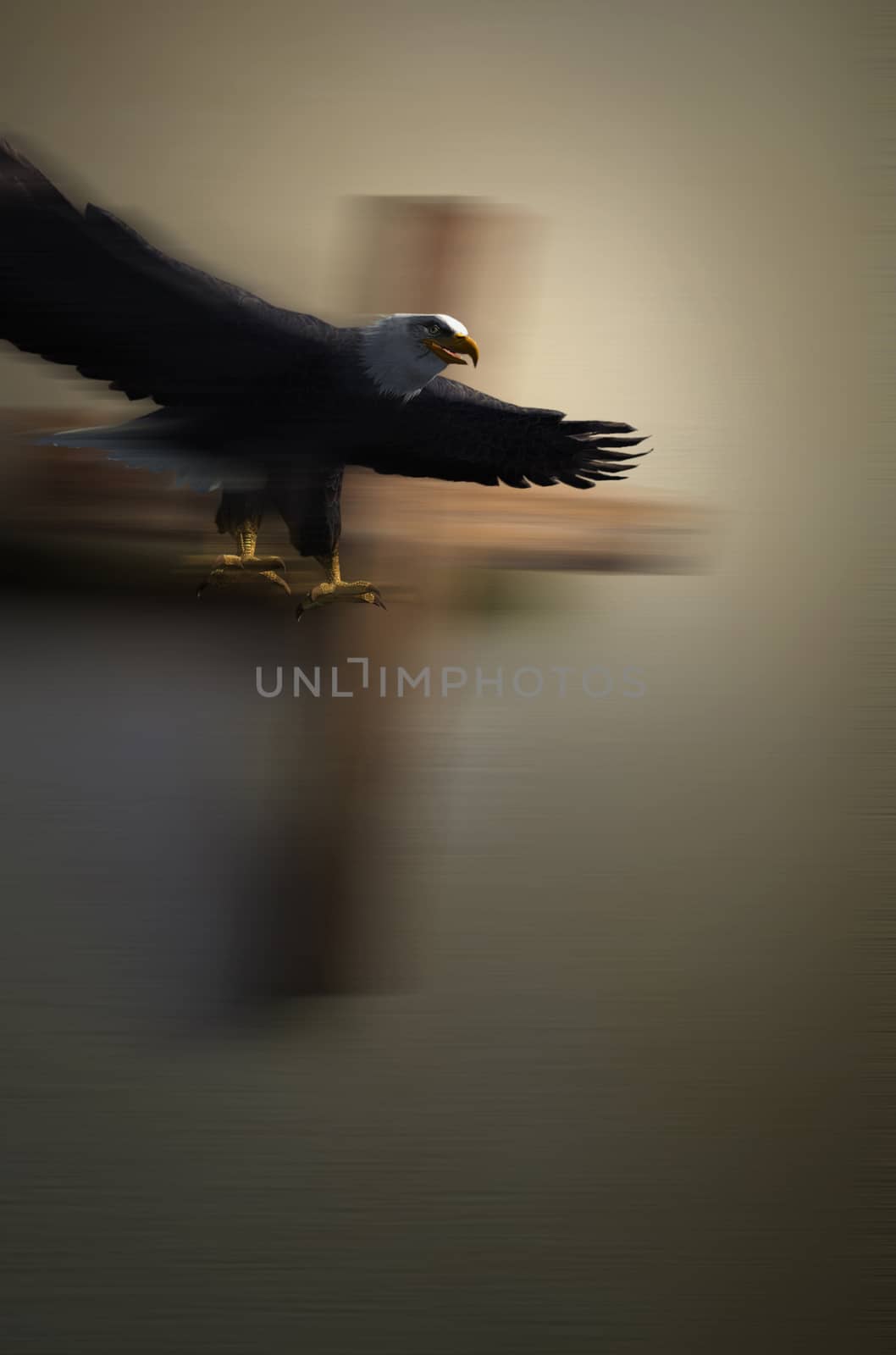 Bald Eagle in Flight with motion blur end cross in background