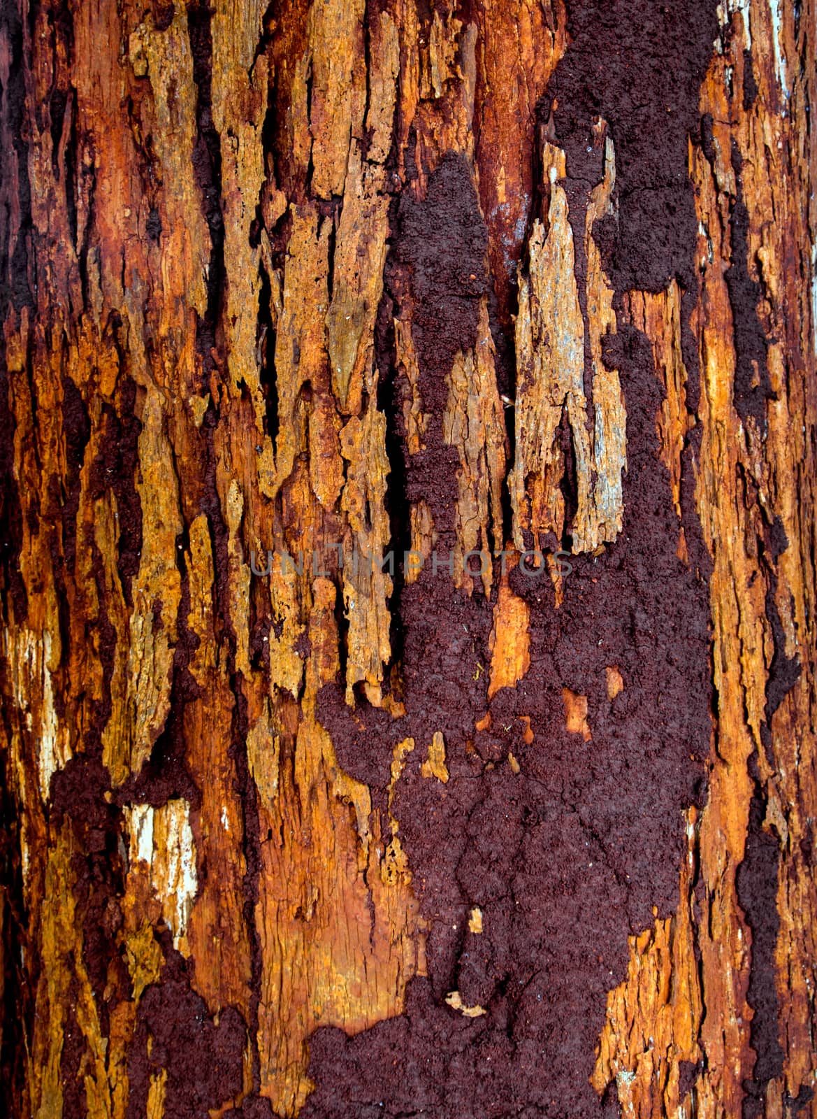 The trunk of the tree in vivid red color bark