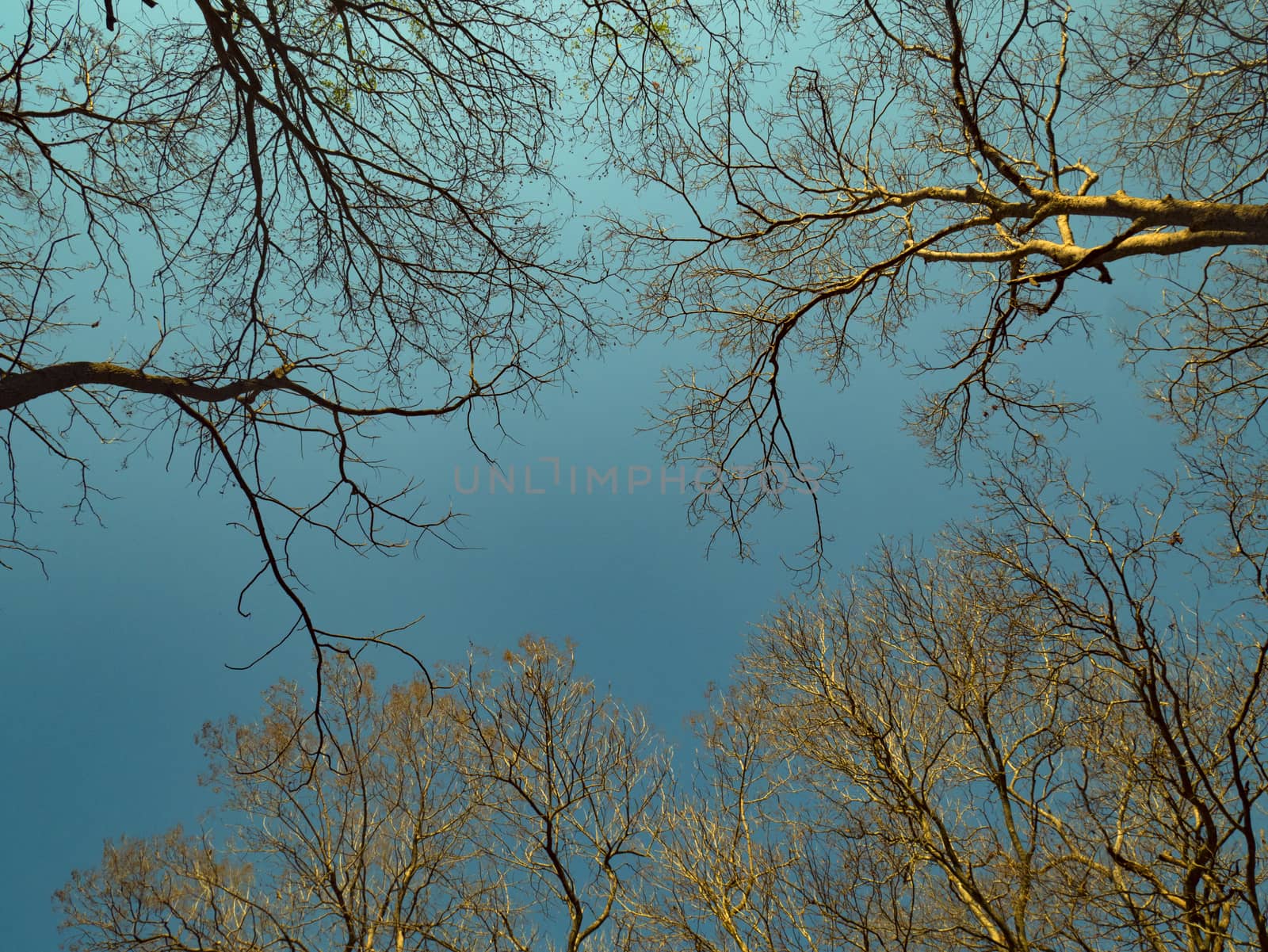 autumn sky background concept. tree without leaf in sunset time with autumn sky background in cool tone and vintage color by asiandelight