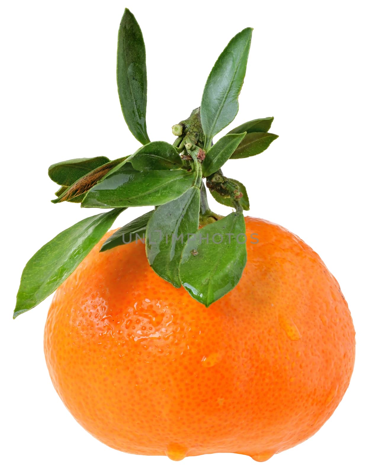 Tangerine with leaves on white background