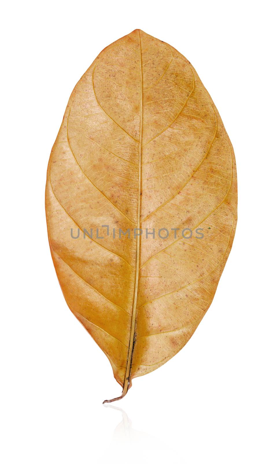 Ellipse yellow dry leaf shape isolated on white background, Save clipping path.