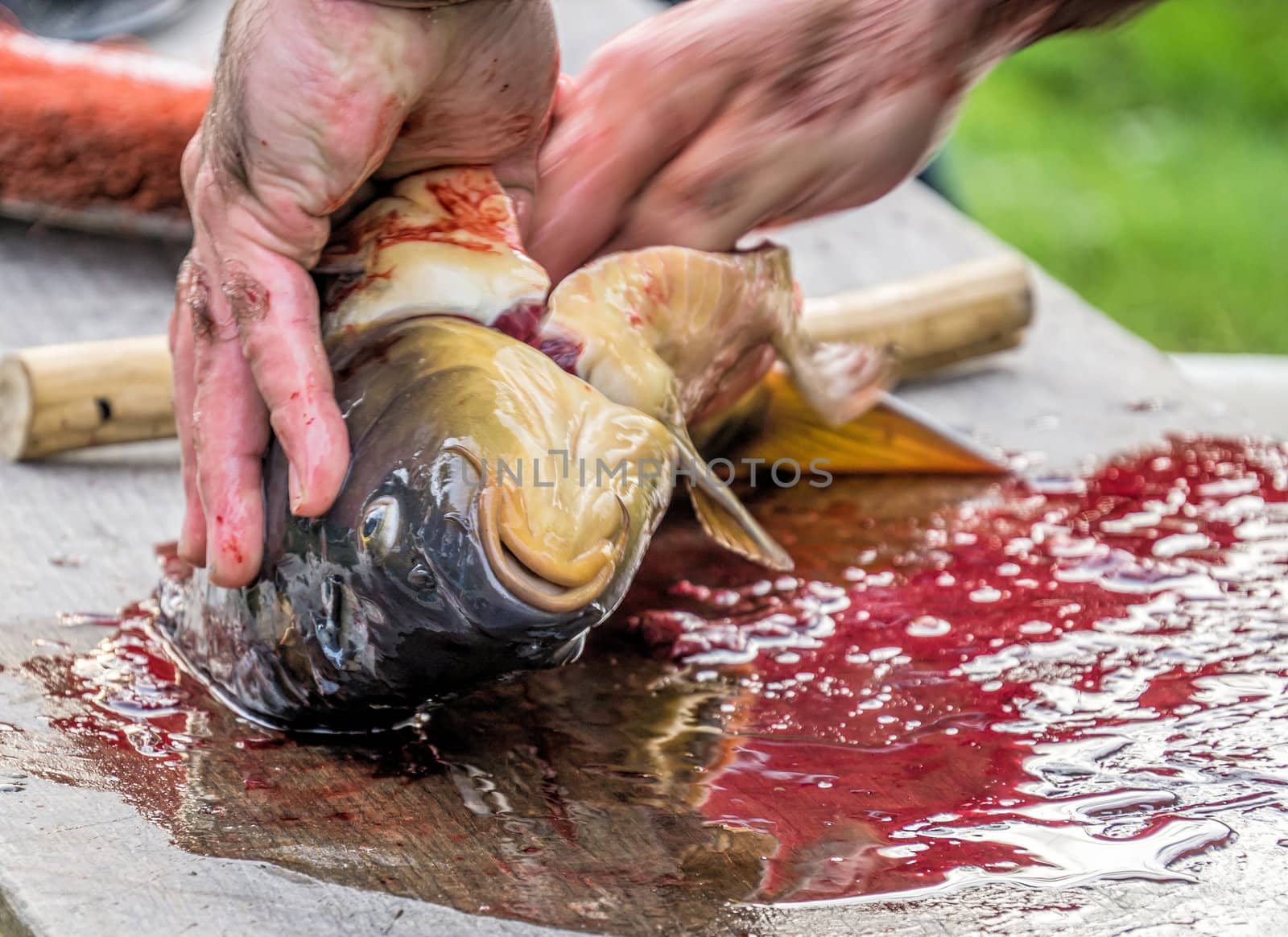 Except for a freshly caught carp at a fishing festival in Lower Saxony, Germany. motion blur 