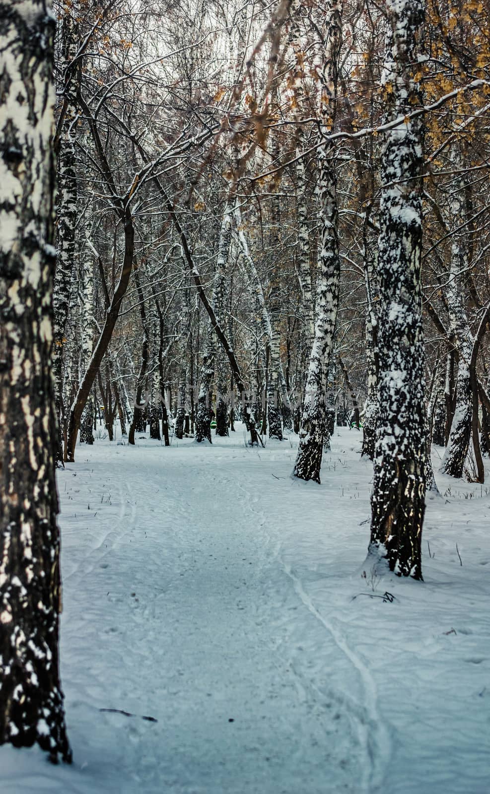 Snow-covered branches of trees on a frosty winter day.