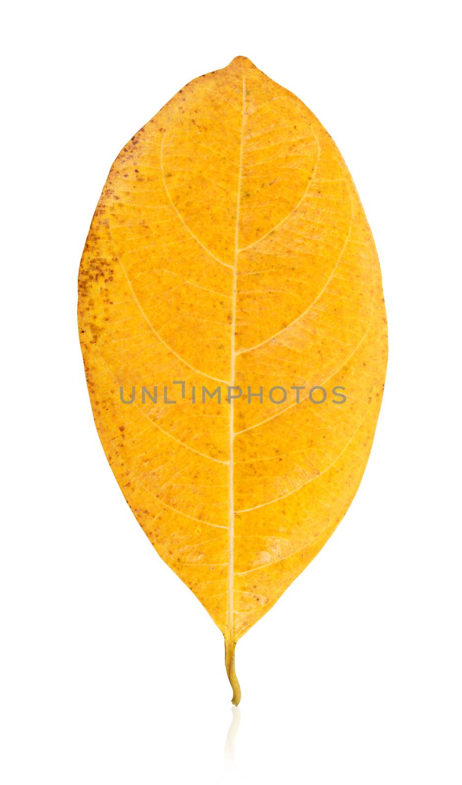 Ellipse yellow leaf shape isolated on white background, Save clipping path.