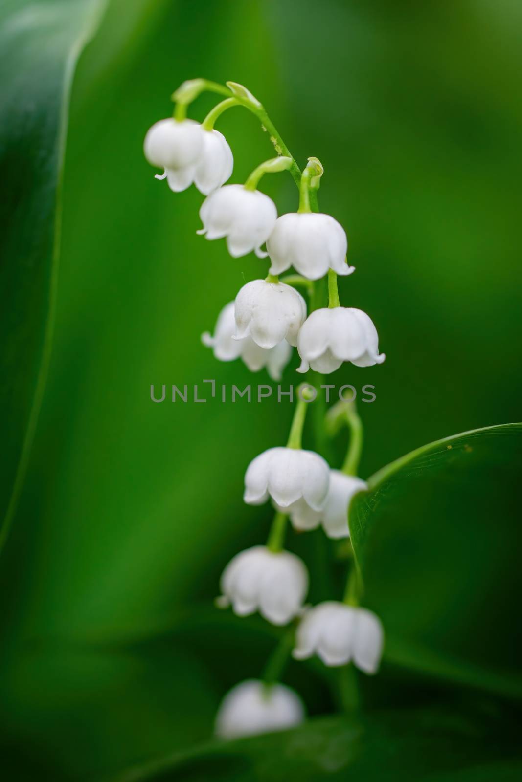 Spring flower lily of the valley close-up on a green blurred background.