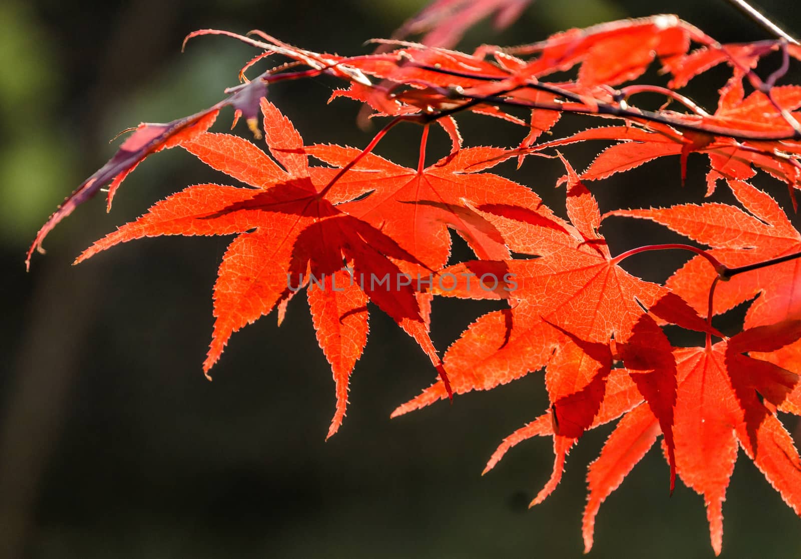 Japanese fan maple (acer sp.) against the setting autumn sun, cl by geogif