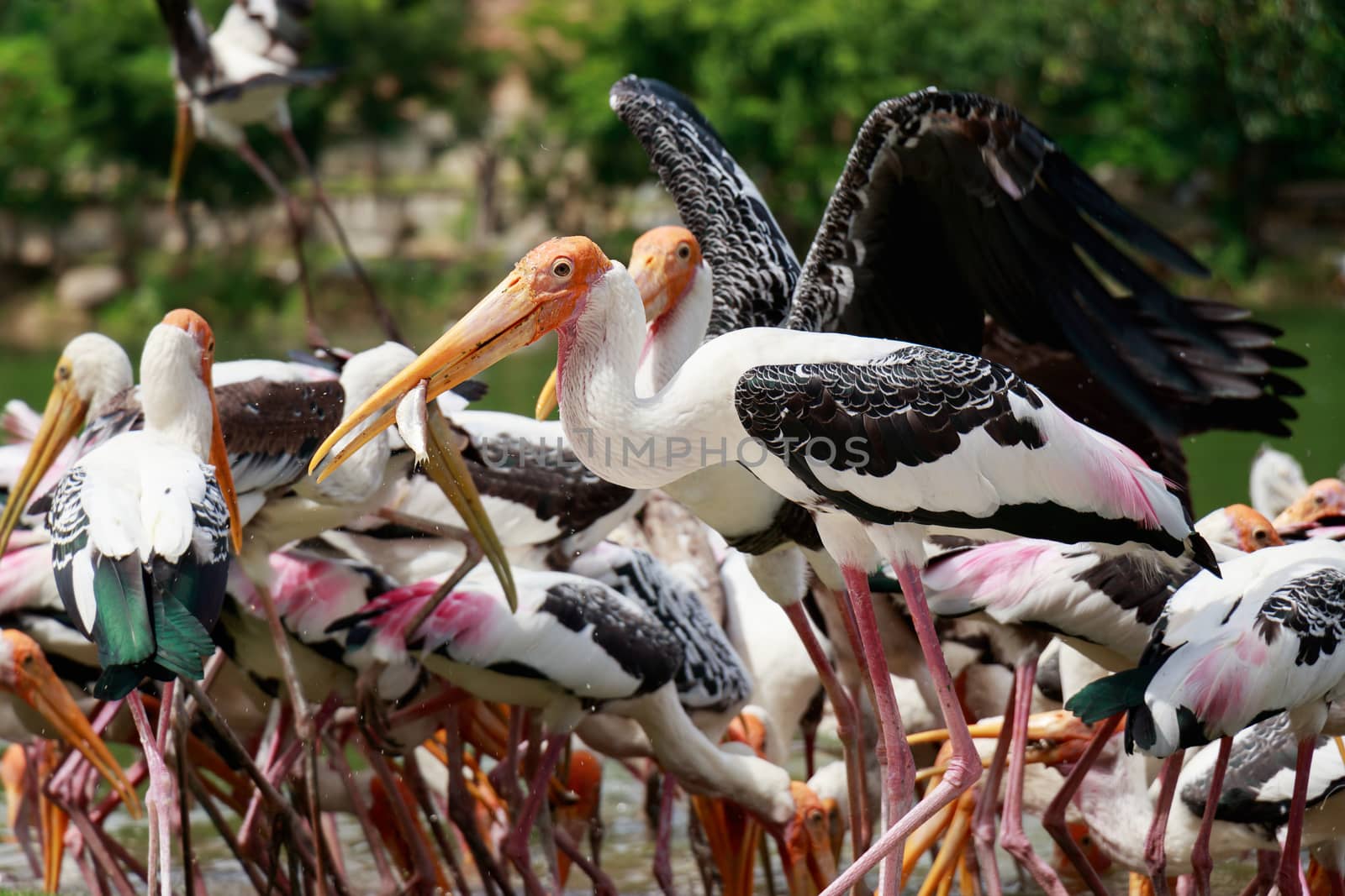 Group of pelicans catch fish from lake river. Pelican bird wallpaper , background by asiandelight