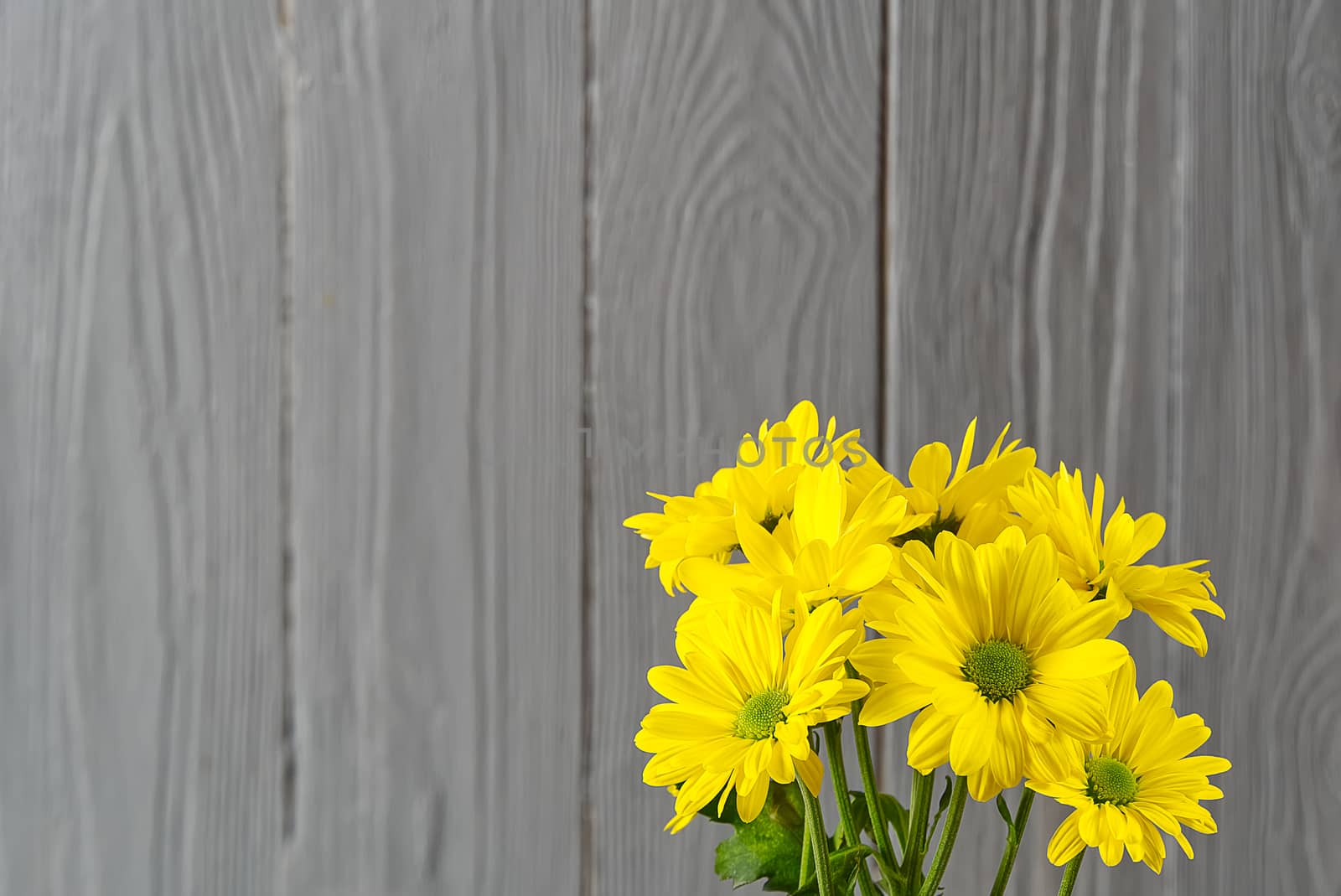 Beautiful fresh yellow chrysanthemum on grey wooden background, close-up shot, yellow daisies flowers
