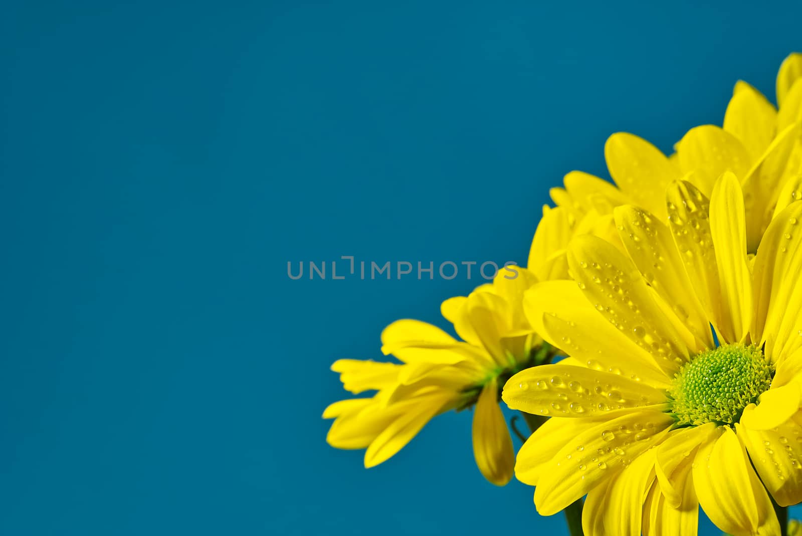 Beautiful fresh yellow chrysanthemum, close-up shot, yellow daisies flowers isolated on Turkish color background