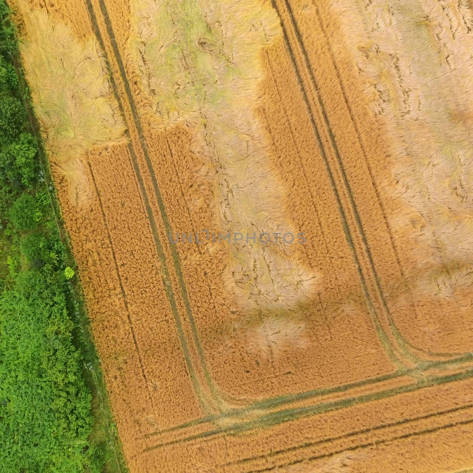 Abstract aerial photograph of fields and weeds with green and yellow areas Rectangles and triangles, made by drone 