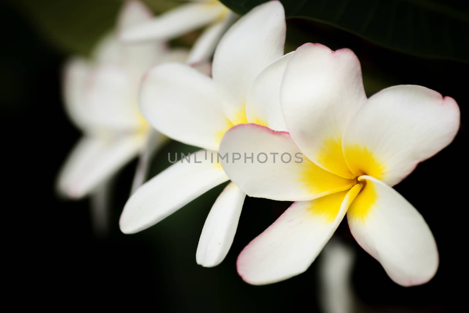 Four blossom frangipani (Plumeria) flowers are beautiful lined on the branches. Depth of Field. frangipani flowers background for spring and summer season. isolated on black background by asiandelight