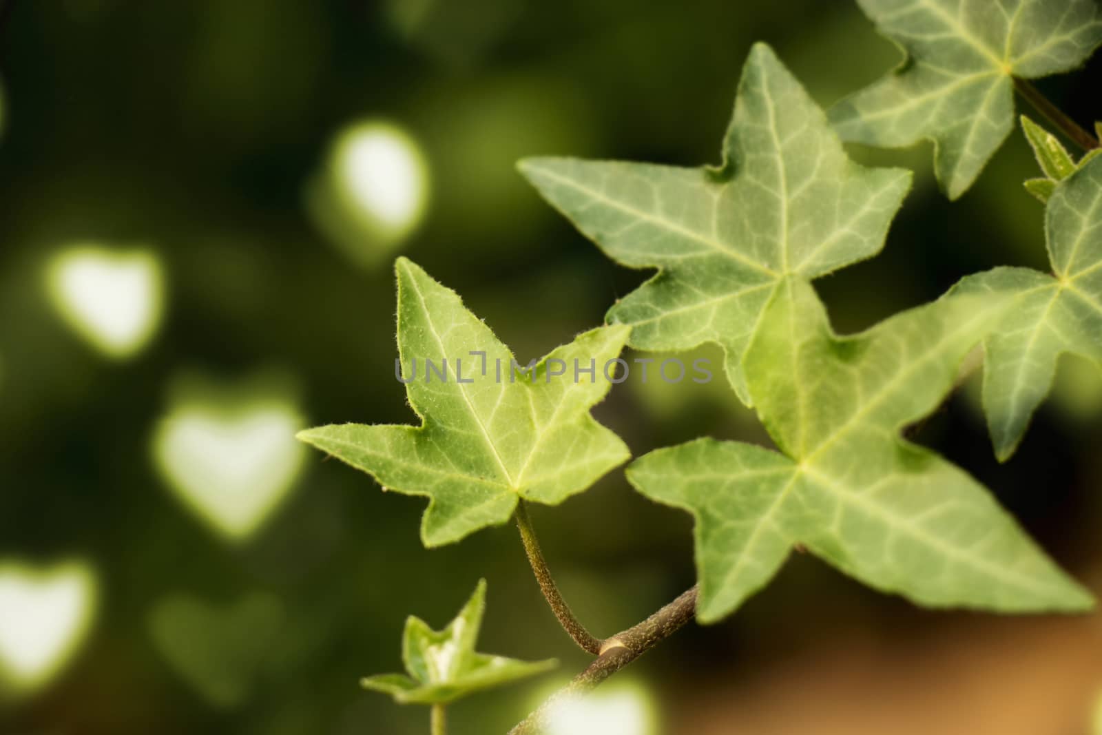 green leaves isolated with heart bokeh at background , summer and spring background for refreshing by asiandelight