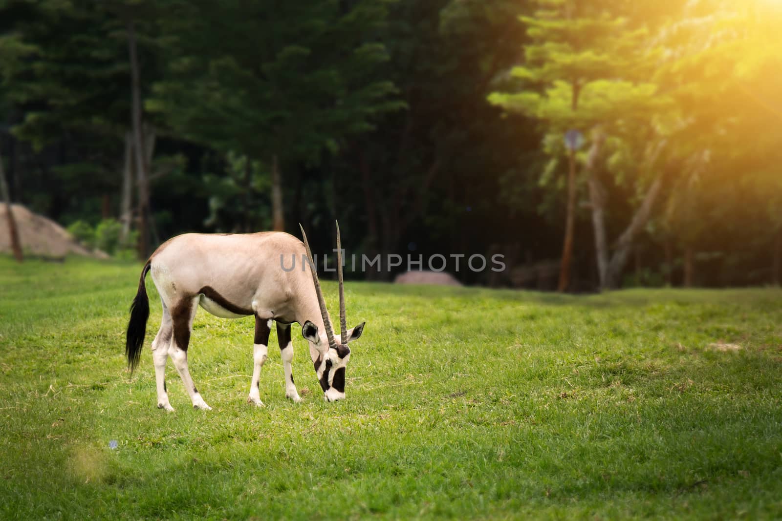 Gemsbok ( Oryx gazella) eating something on green grass  in open zoo