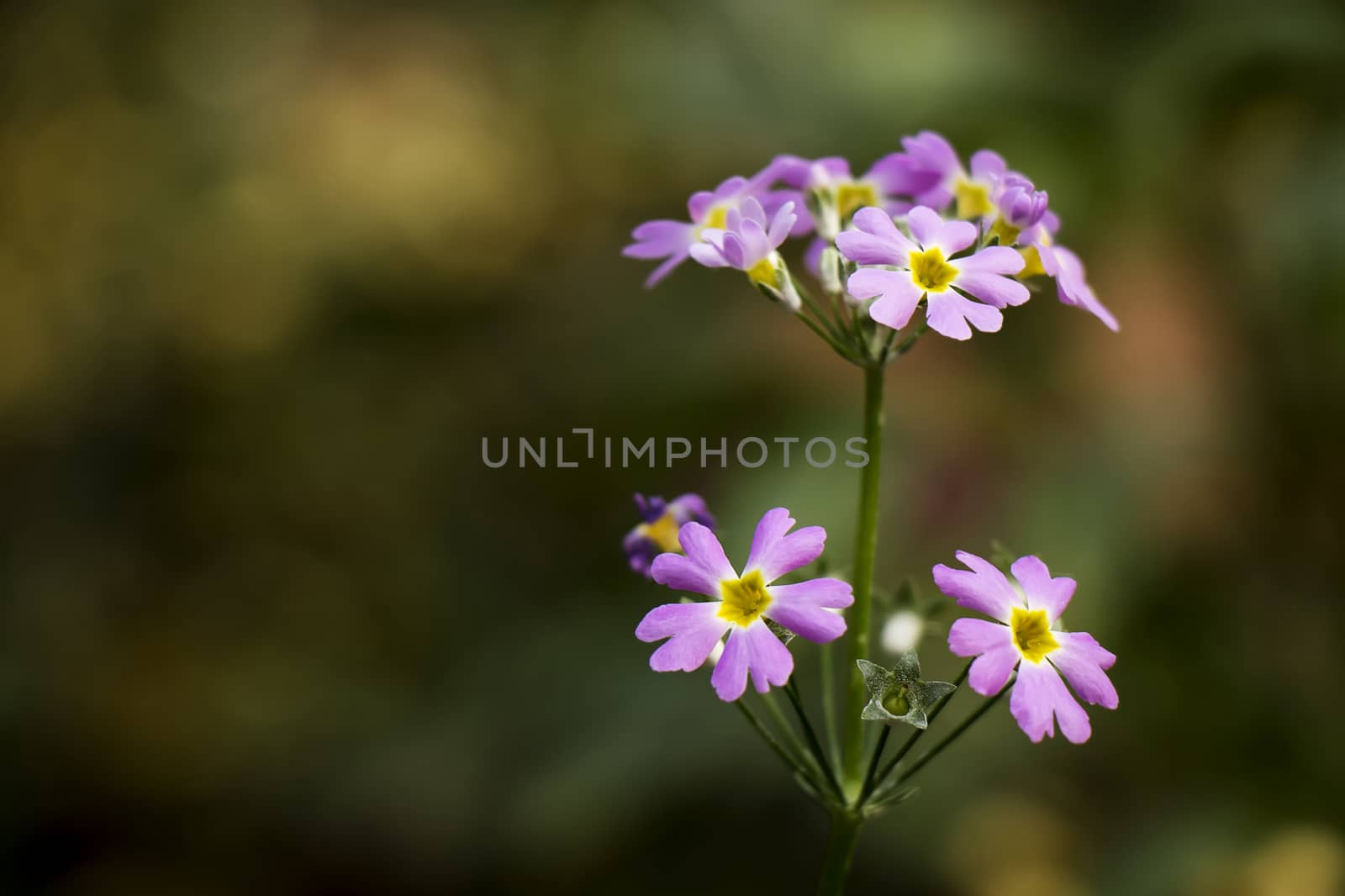 Purple flowers in green, background nature scene by asiandelight