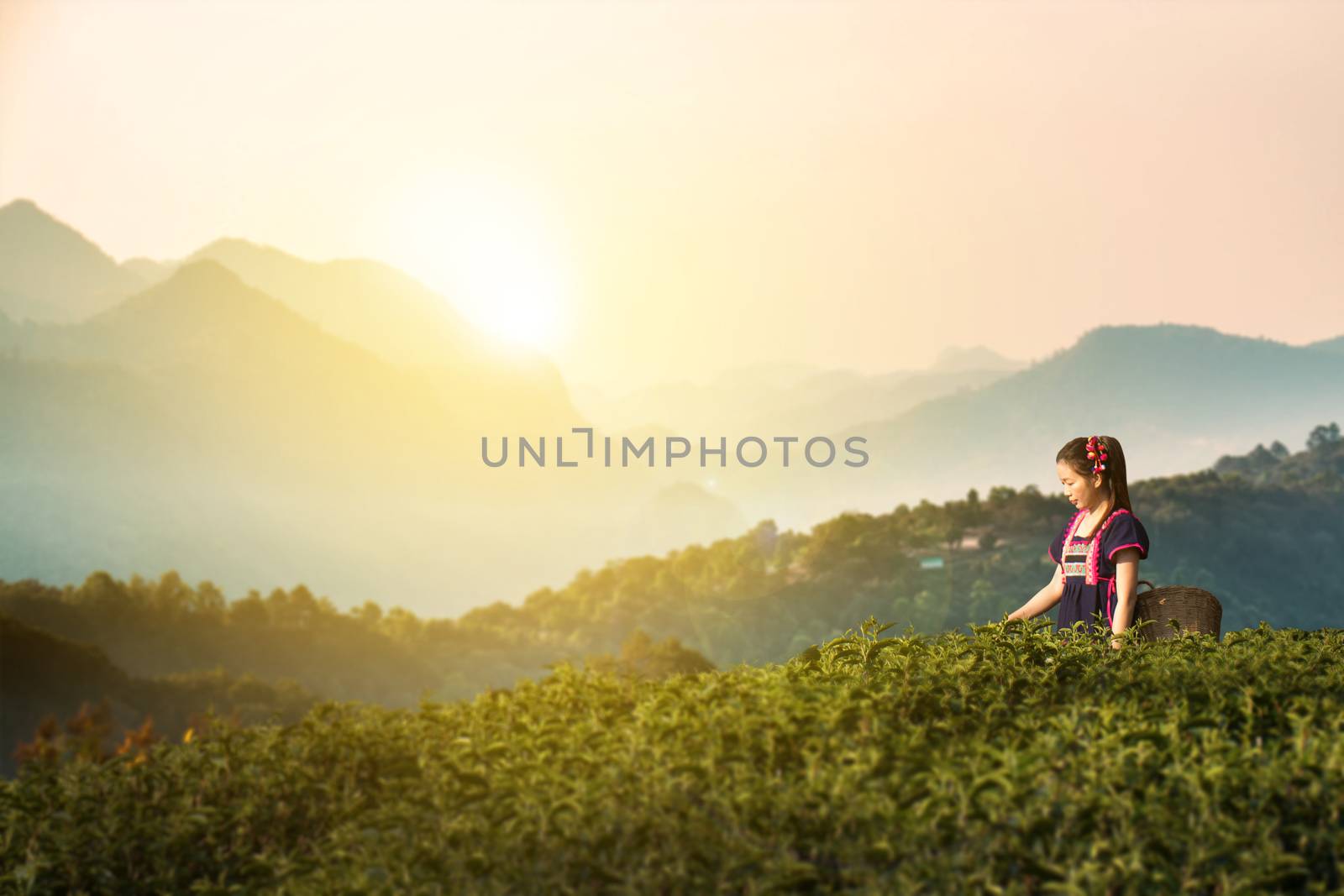 Tribes at tea leaf plantation fields in morning, Hill tribe in beautiful costume dress. Asian farmer harvest tea leaves in rainy season with sunrise and mountain background,Traditional tribal culture. by asiandelight