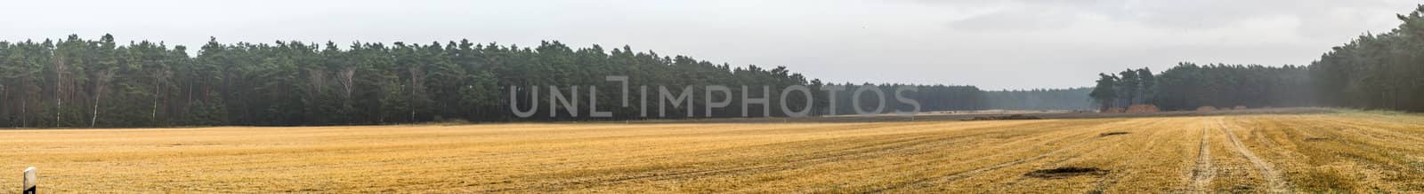 Panorama of a harvested arable land in front of a strip with dense forest stand, with a lot of free space for text, as header for a website, stitched