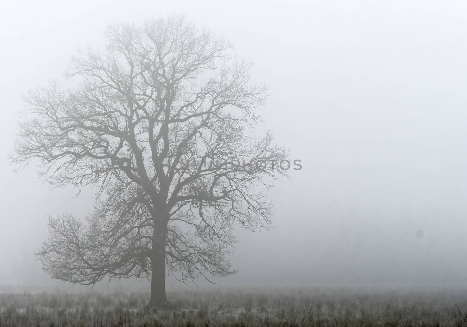 Single deciduous tree in dense fog behind a wetland meadow in a nature reserve in Germany