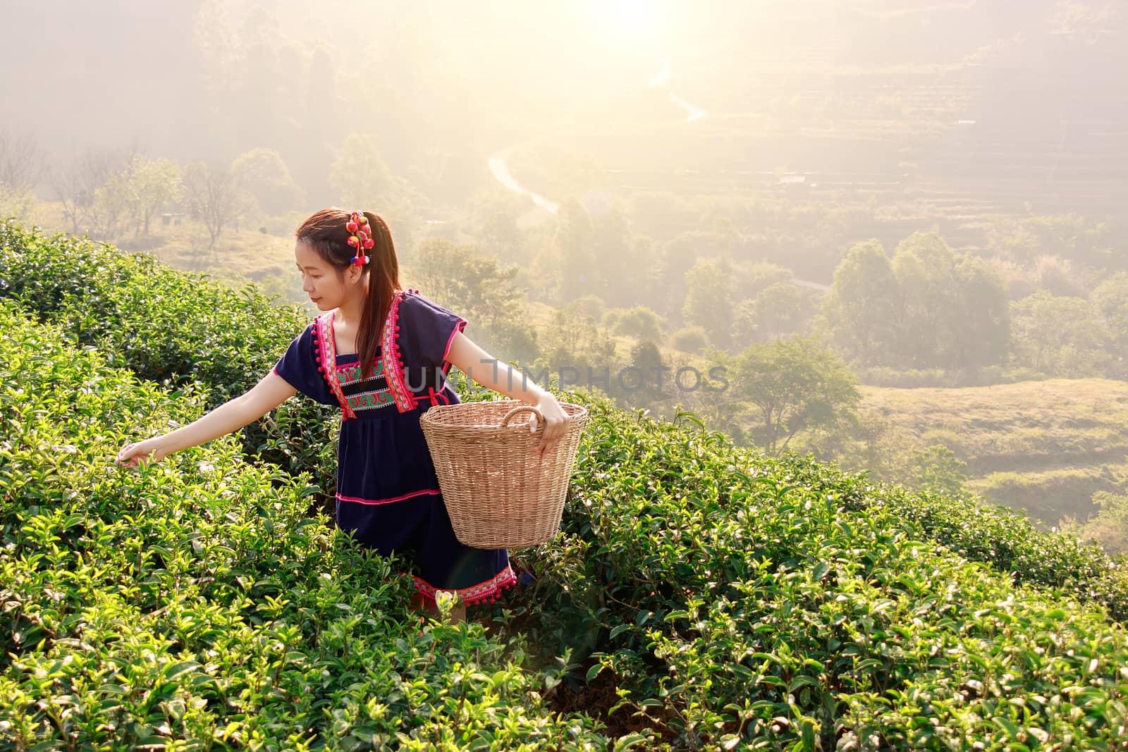 Young Tribal Asian women from Thailand picking tea leaves on tea field plantation in the morning at doi ang khang national park , Chiang Mai, Thailand. Beautiful Asia female model in her 30s. by asiandelight