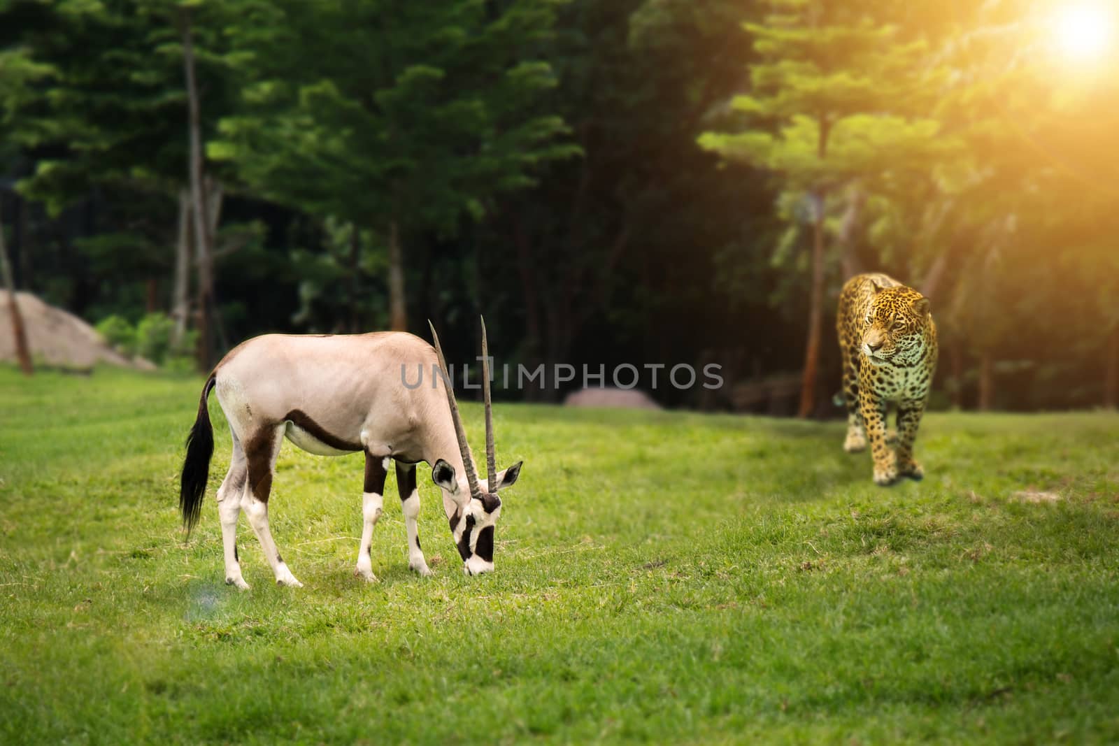 Animal wild life hunting food chain concept : leopard looking at Gemsbok (Gemsbuck) at green forest by asiandelight
