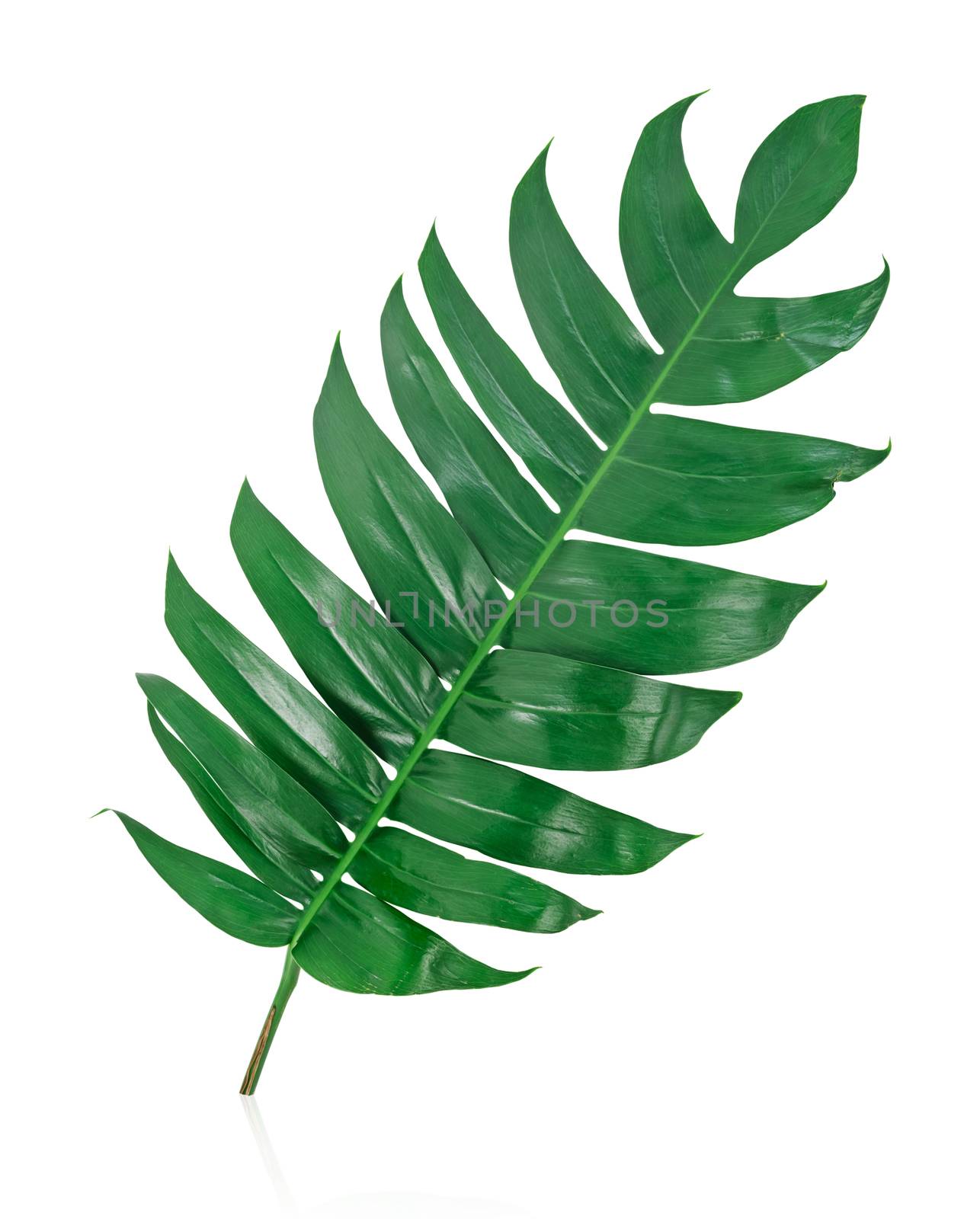 green leaf isolated on white background, Save clipping path.