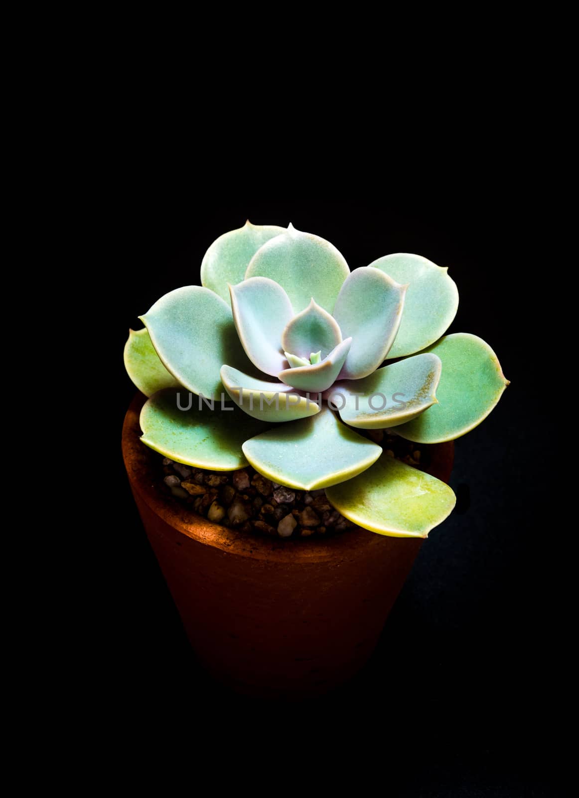 Earthenware pot and freshness leaves of Echeveria perle von nurnberg in high contrast black background