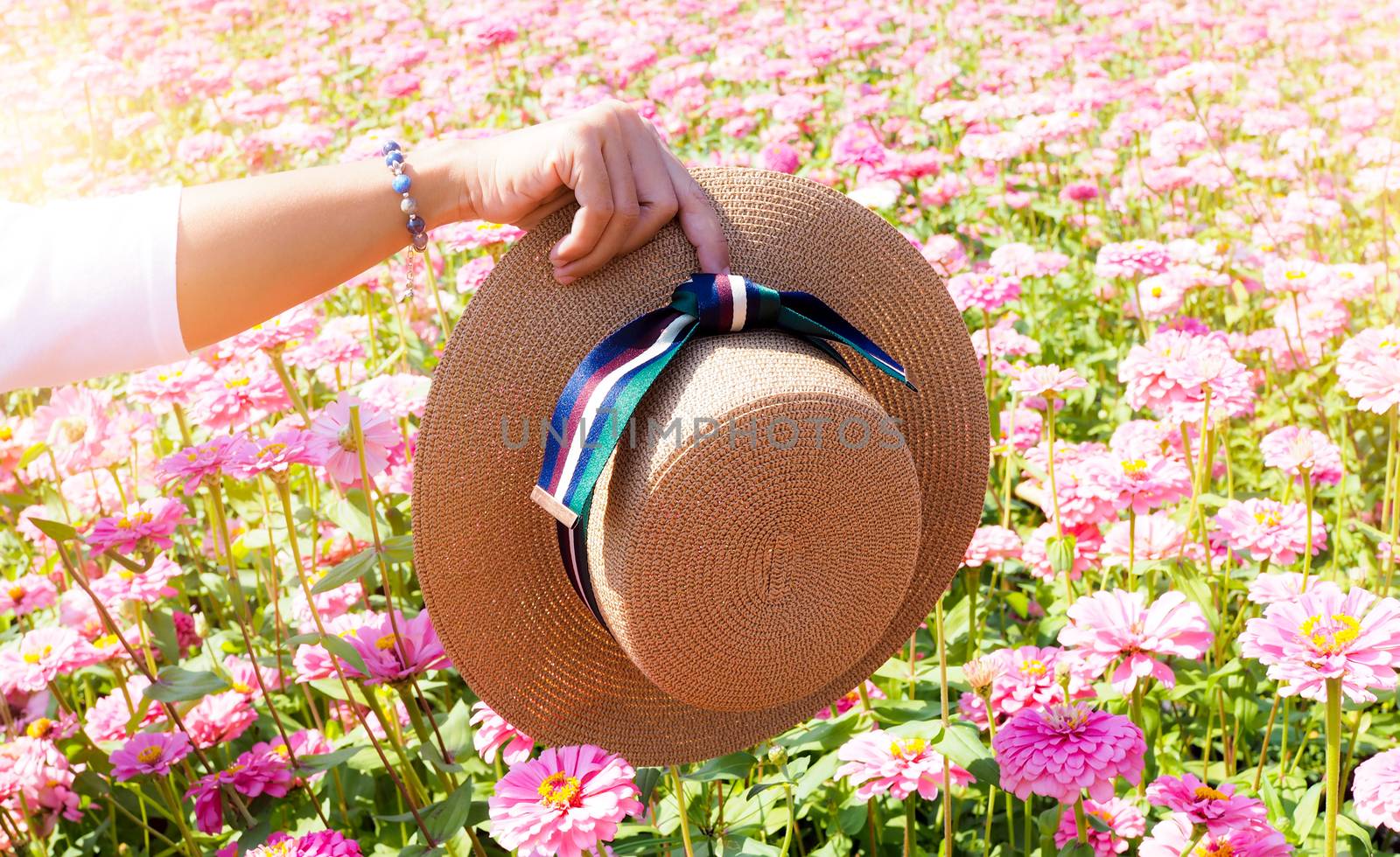 hand with straw hat vintage fashion style in Zinnia flower field garden.