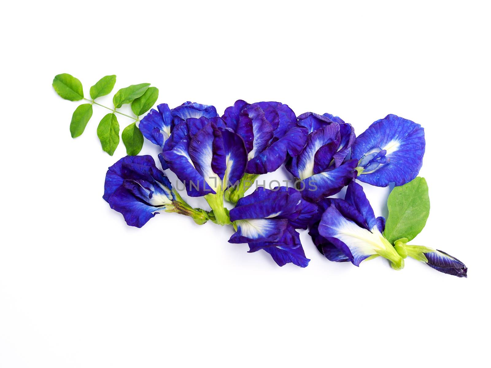 plant in nature is herb with butterfly pea isolated on white by kittima05