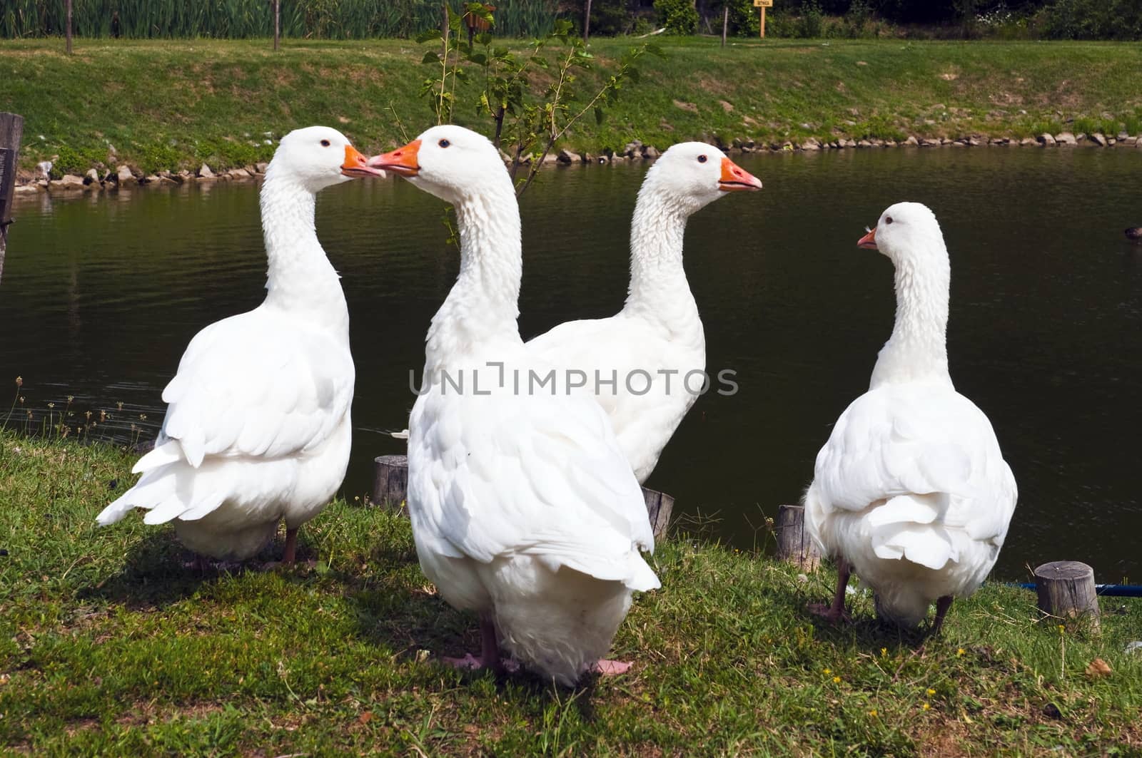 four white geese on the lake shore