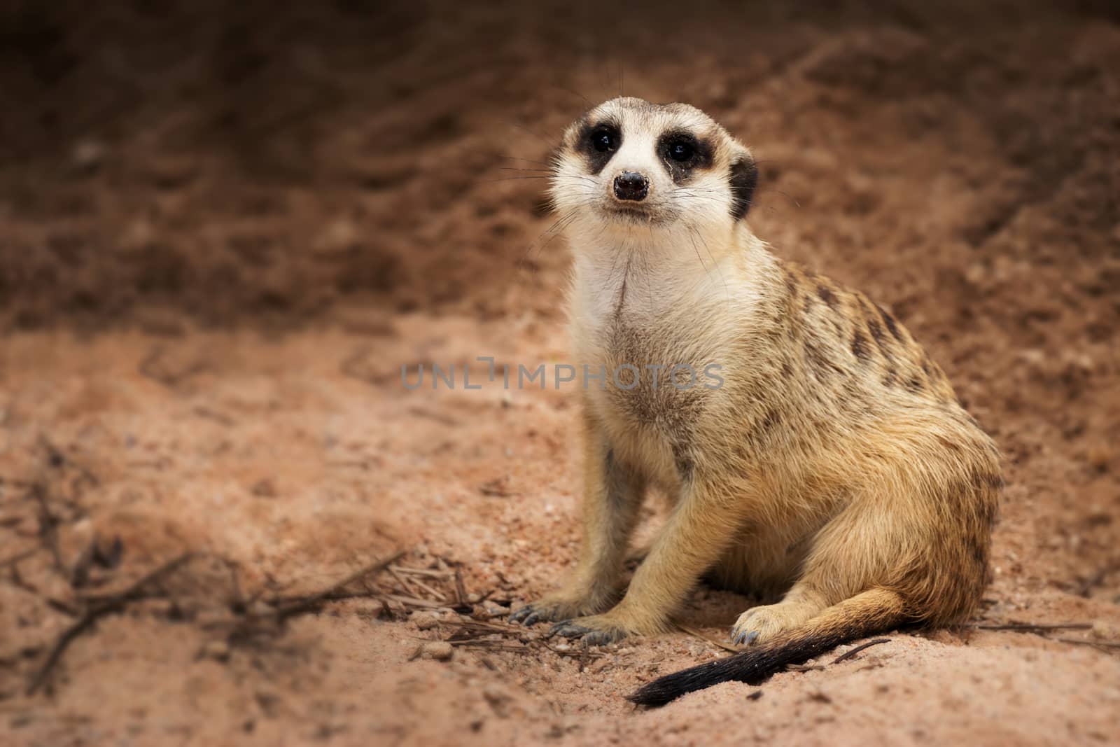 Isolated single dark bands on the back and a black-tipped tail meerkat (Suricate) sitting alone on the ground