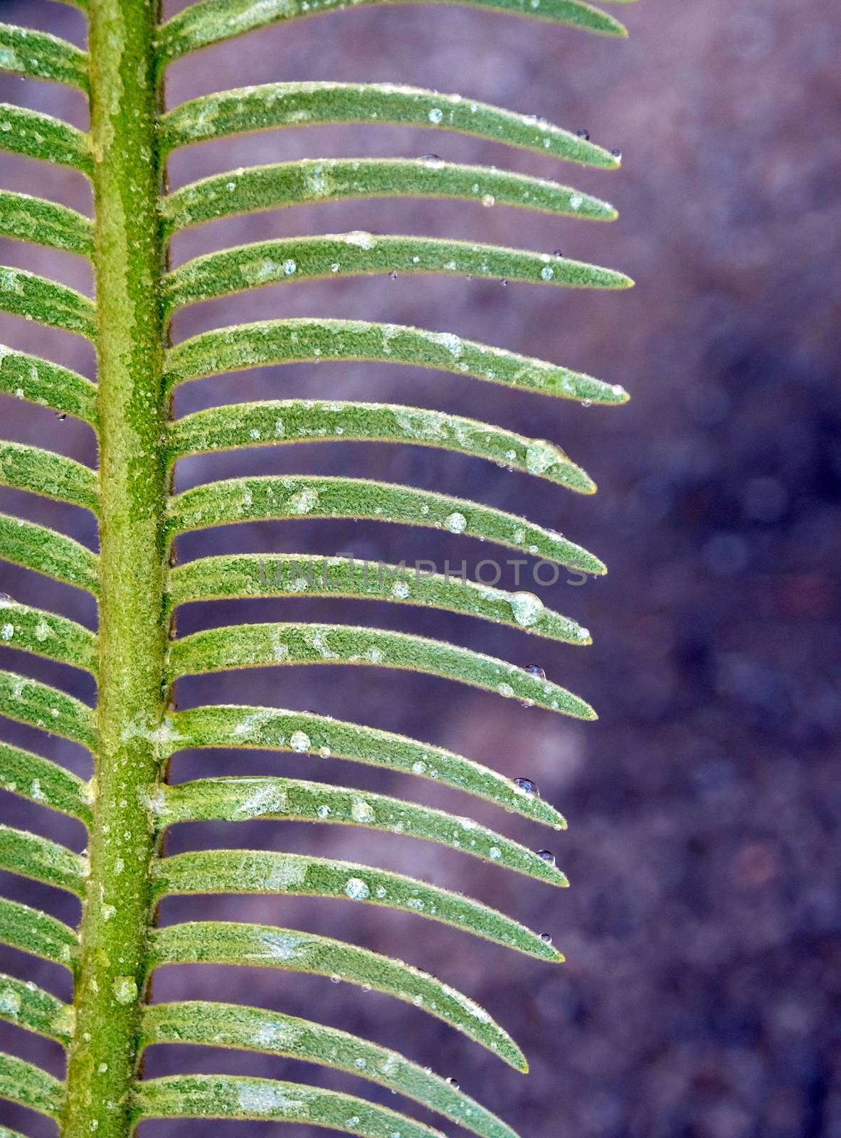 The fronds, water droplet on pinnately compound leaves of Cycas siamensis plant