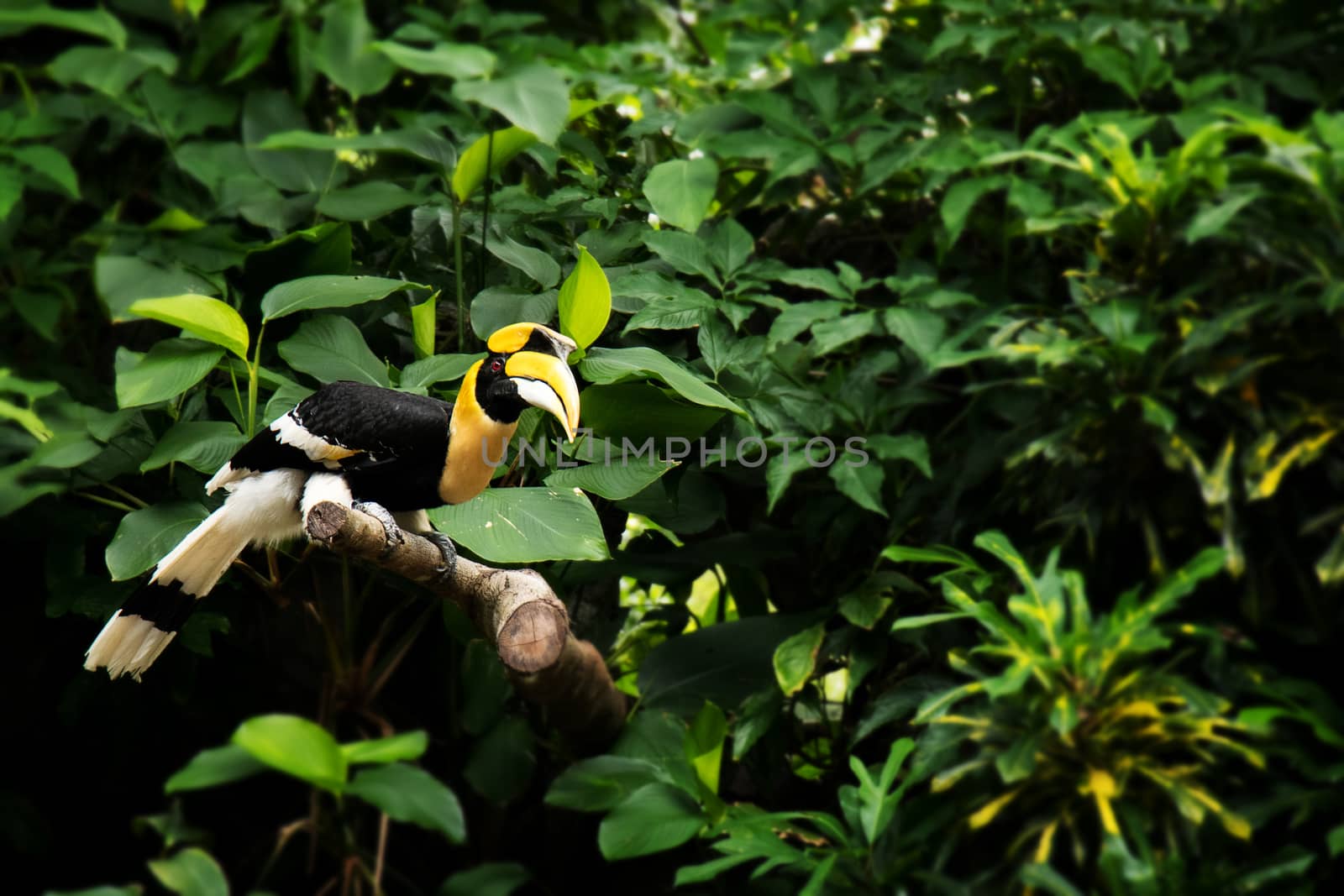 Yellow Billed Hornbill, Great hornbill, Great indian hornbill, Great pied hornbill in green topic rainforest