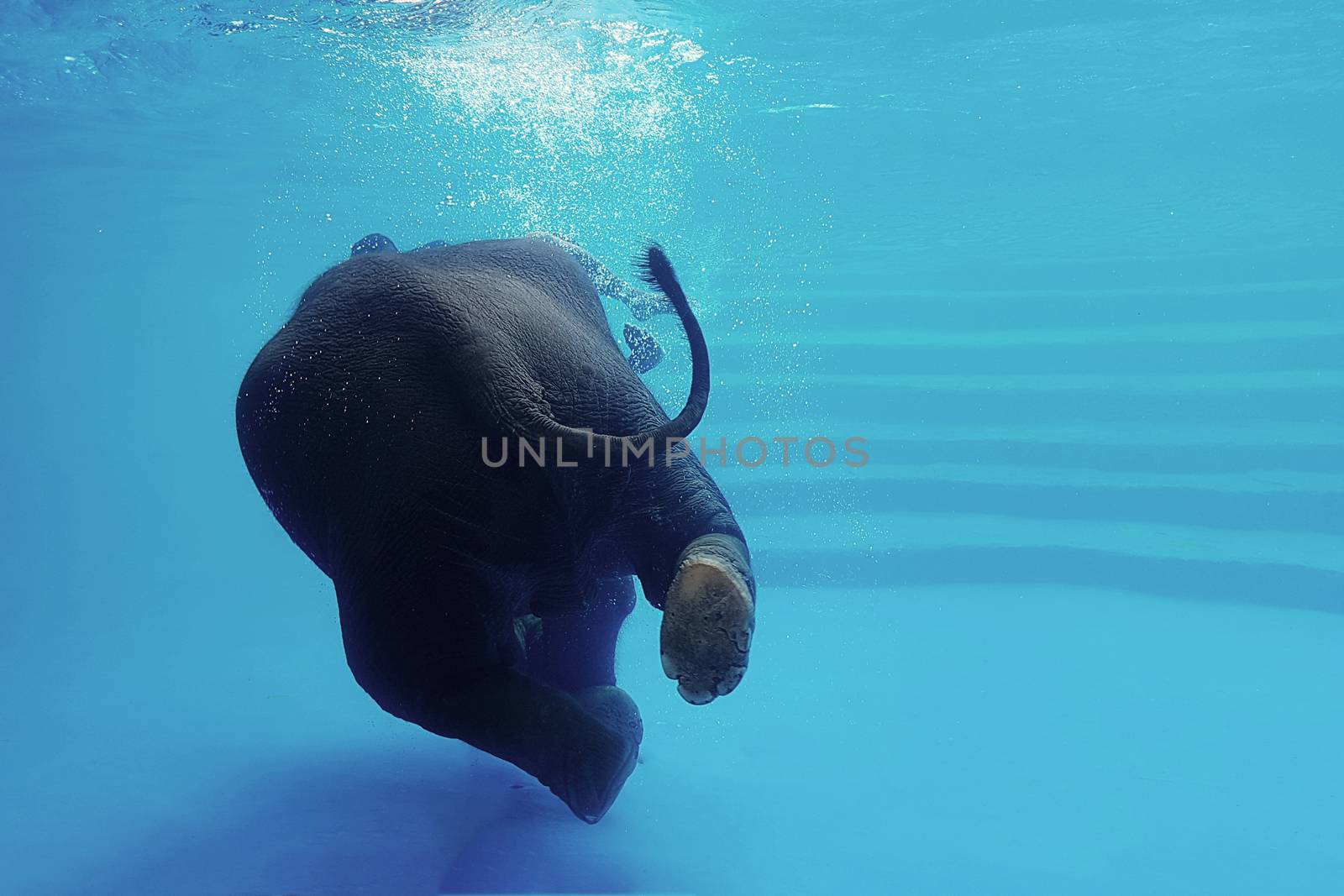 Elephant swimming underwater. Thai elephant in the clear water tank with mirrors. Animals show in the zoo.