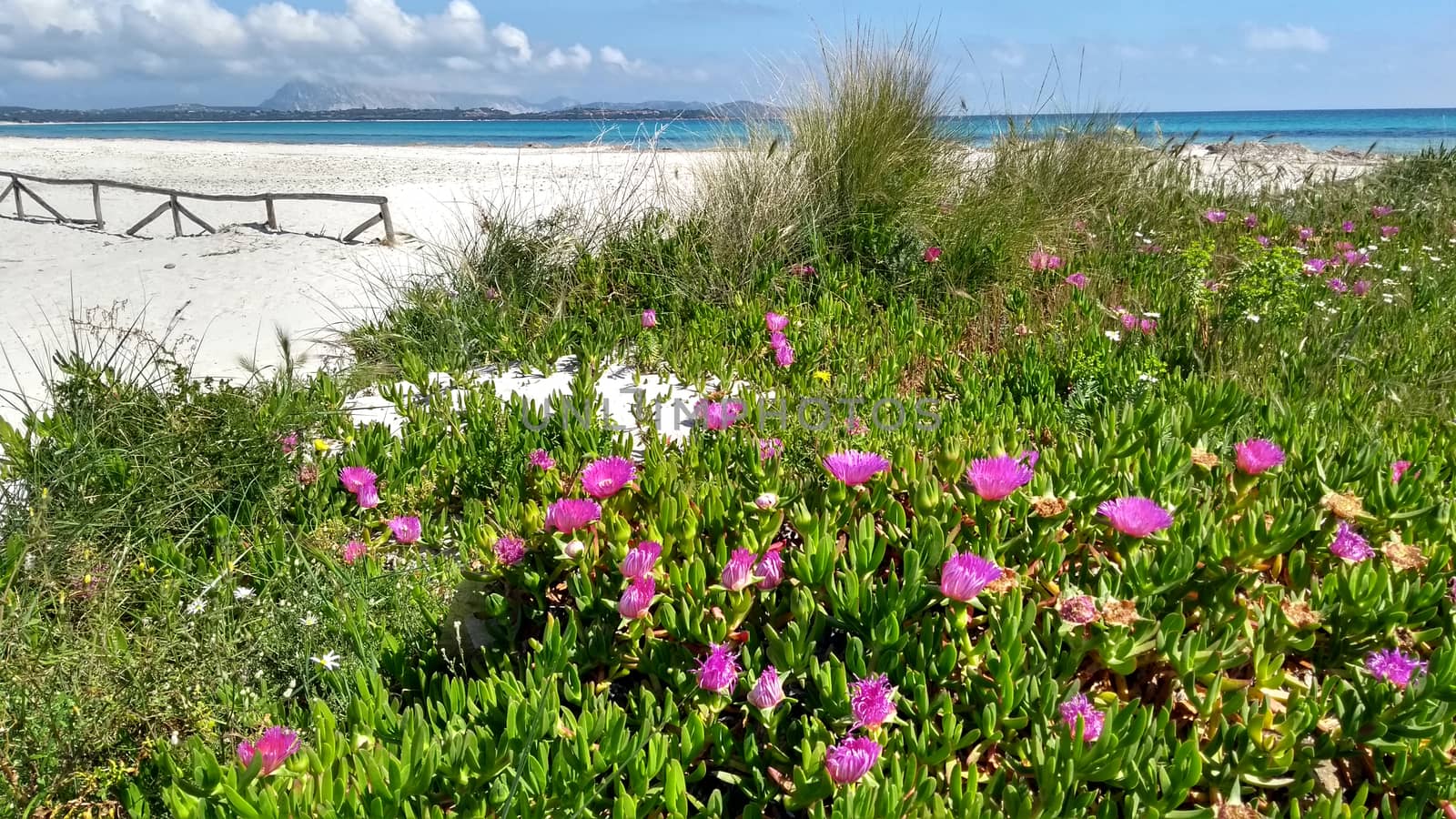 Closeup of Carpobrotus Edulis (Hottentot-fig) fuchsia flowers on the white sand of Budoni beach in Sardinia with the blue of the flat sea and the sky in the background