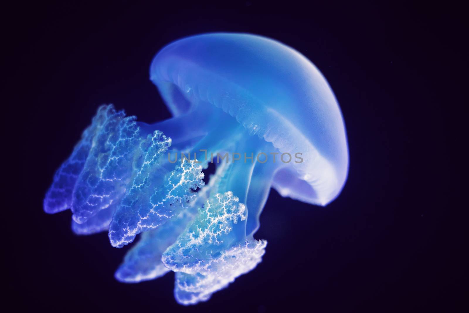 Aquatic animals concept : Jellyfish swimming at aquarium by asiandelight