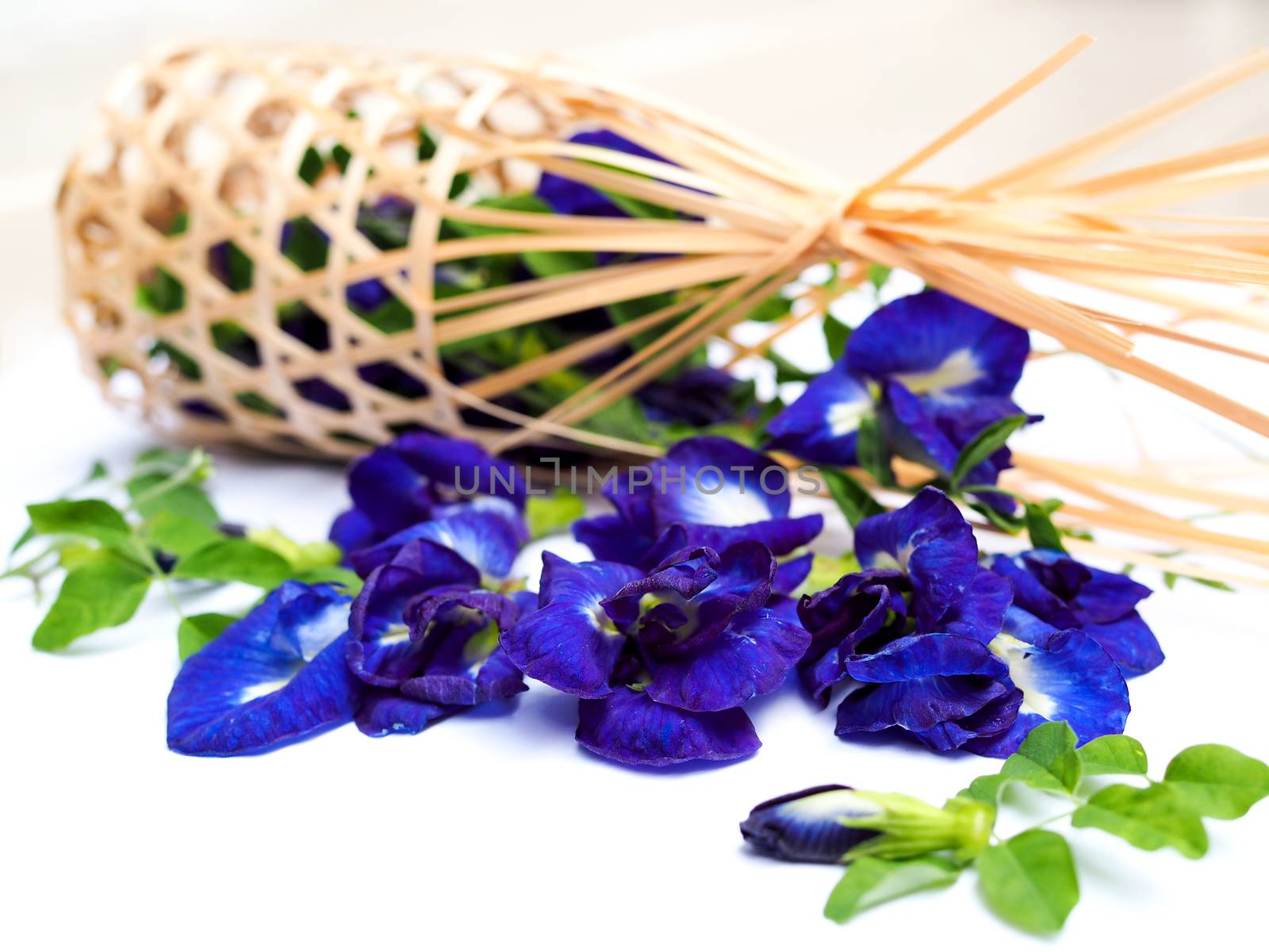 plant in nature is herb with butterfly pea isolated on white background.