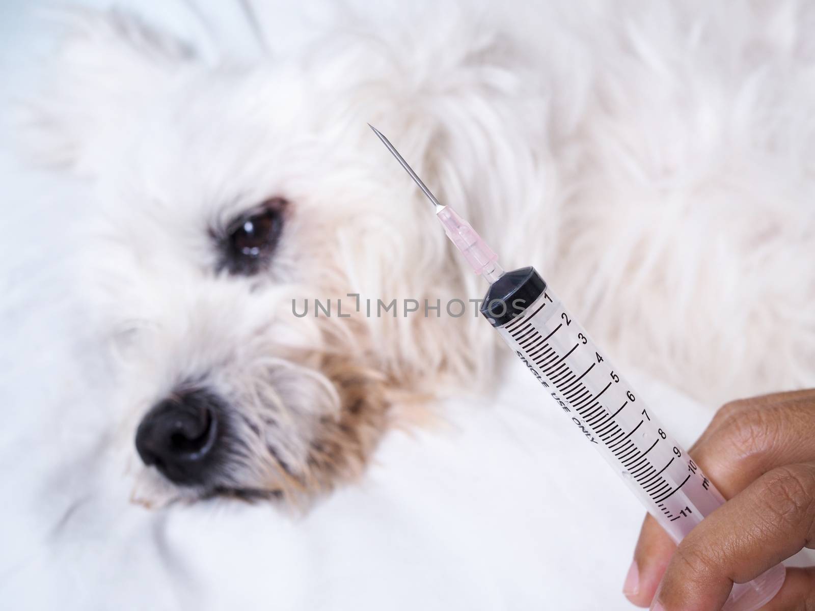 Syringe Needle Hypodermic Injection of sick dog. by kittima05