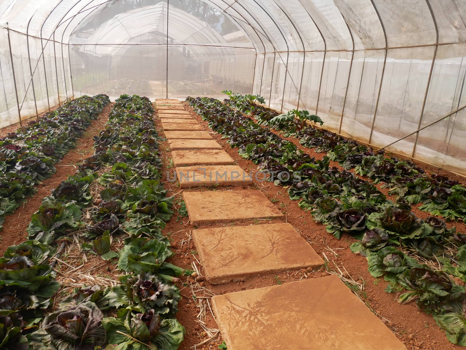 gardener business concept : young plants growing in a greenhouse nursery