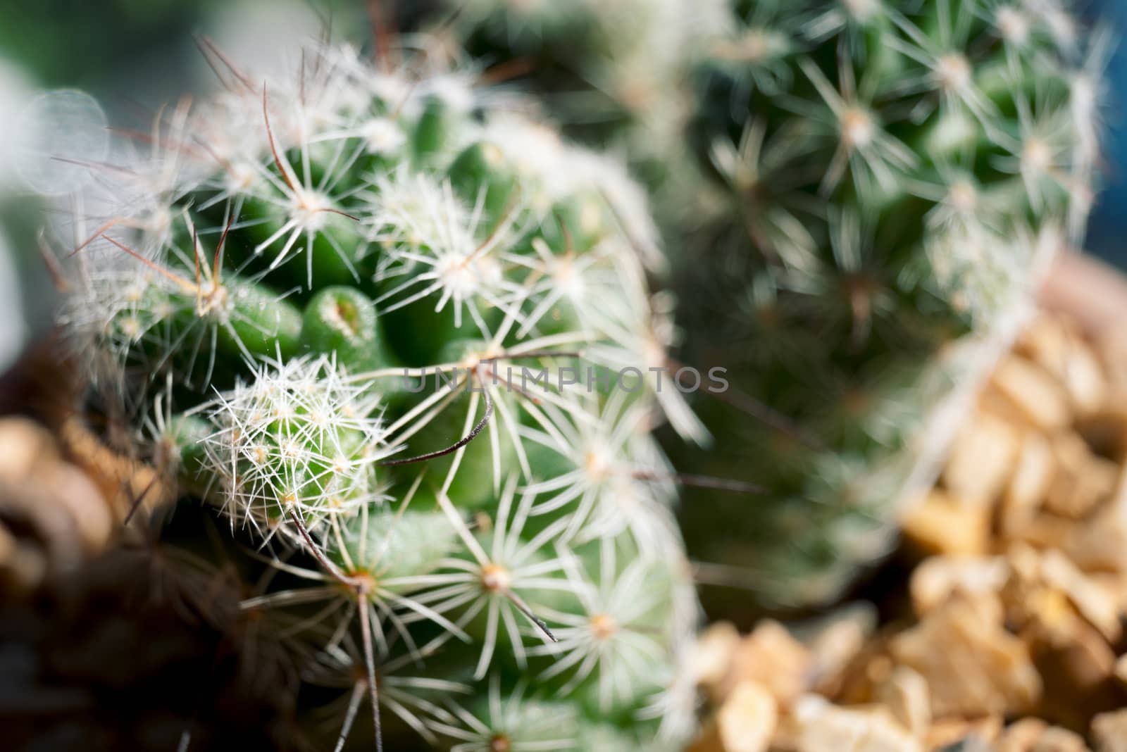 abstract blur cactus for background