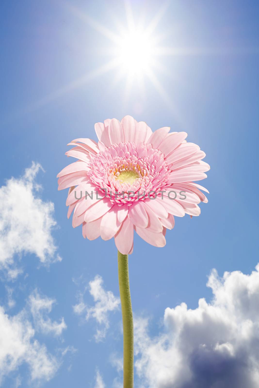 single pink gerbera flower upright against the sunny sky