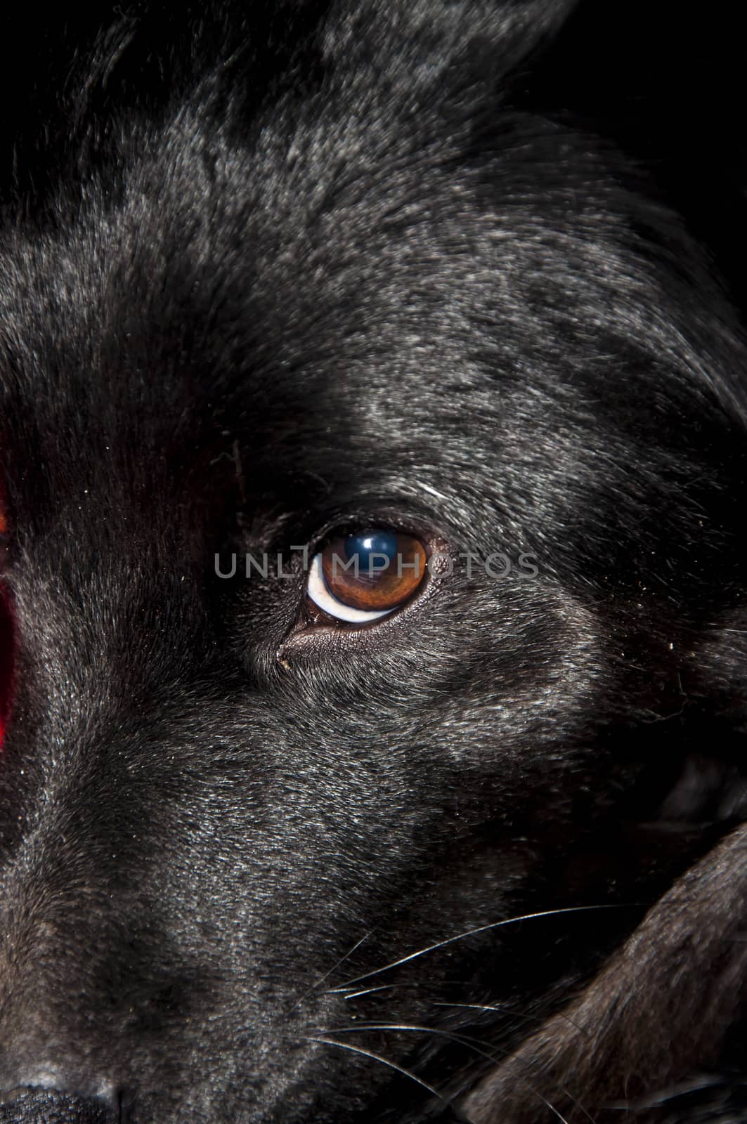 close-up eye from a black domestic dog