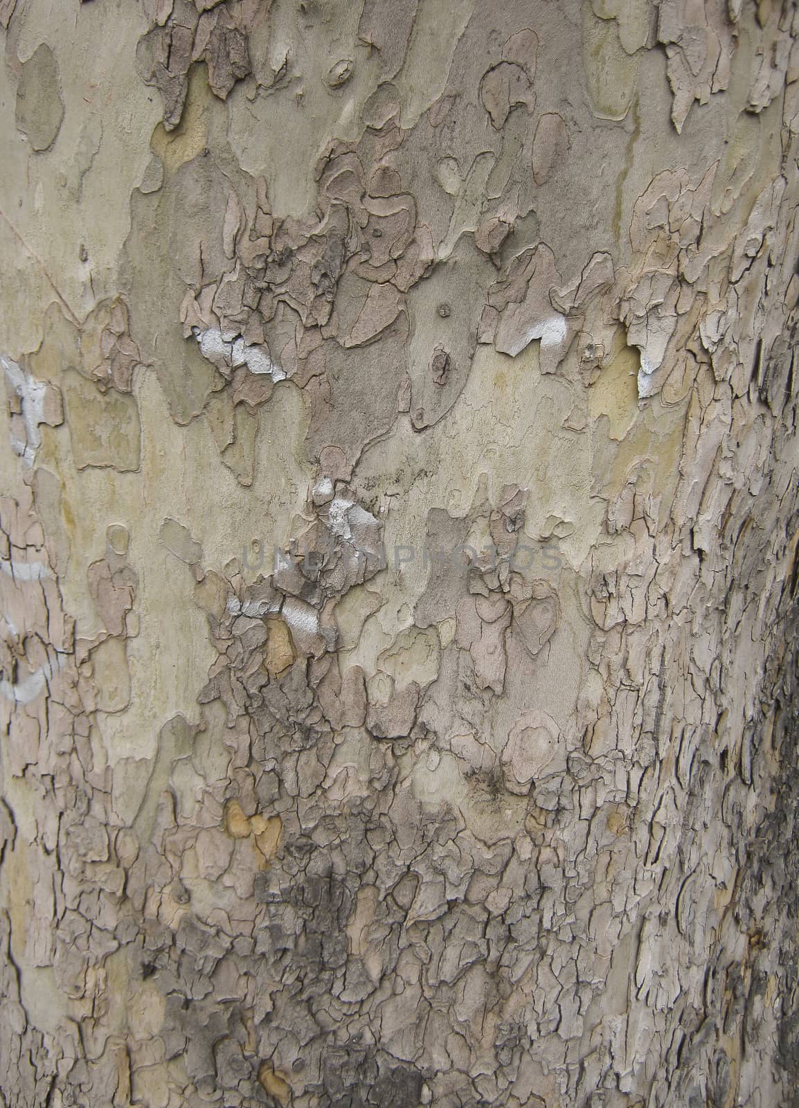 Tree Bark. Detailed Texture effect.