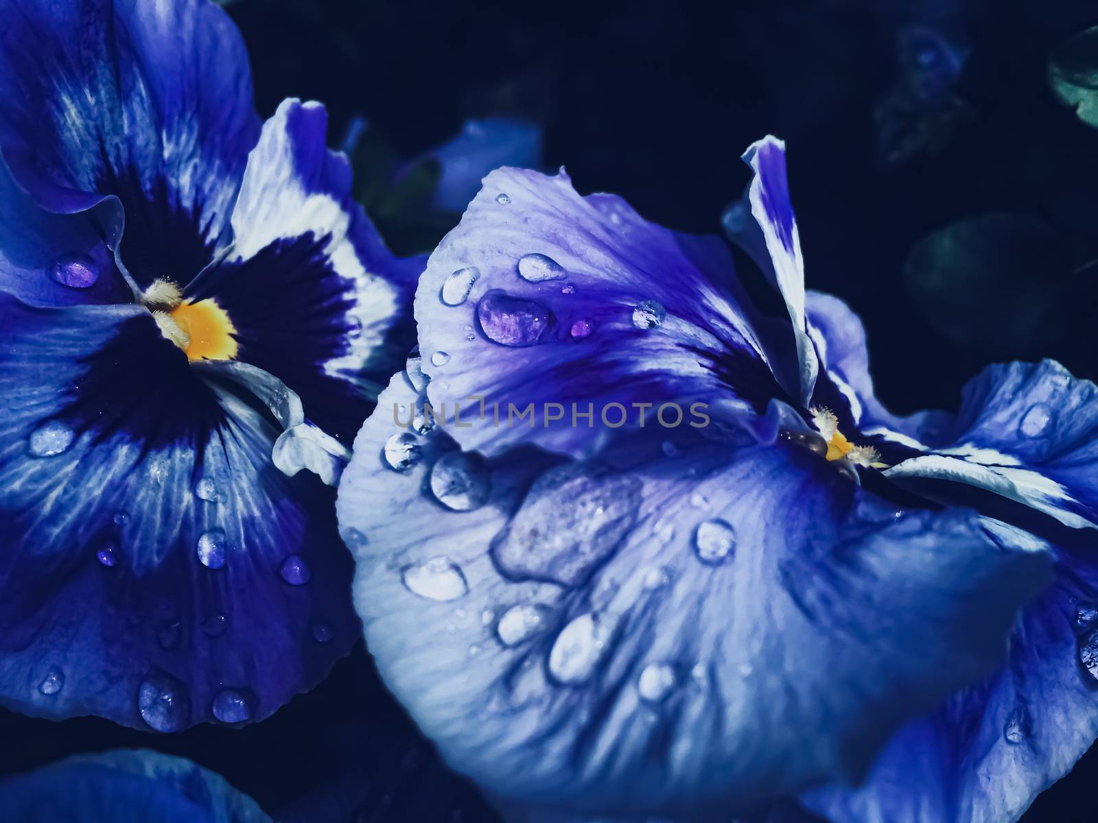 Blue flower on dark background, floral and nature by Anneleven