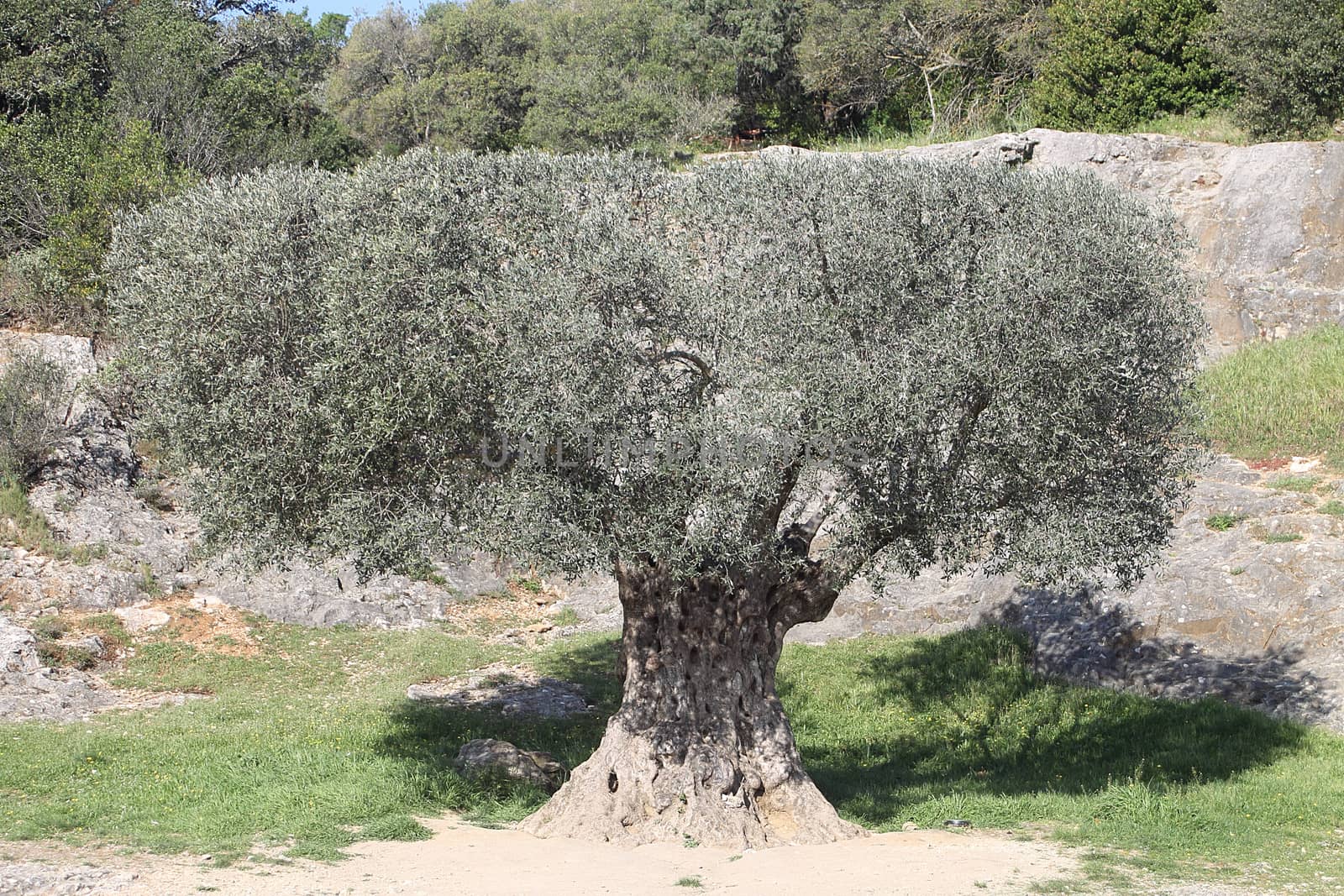 Old olive tree