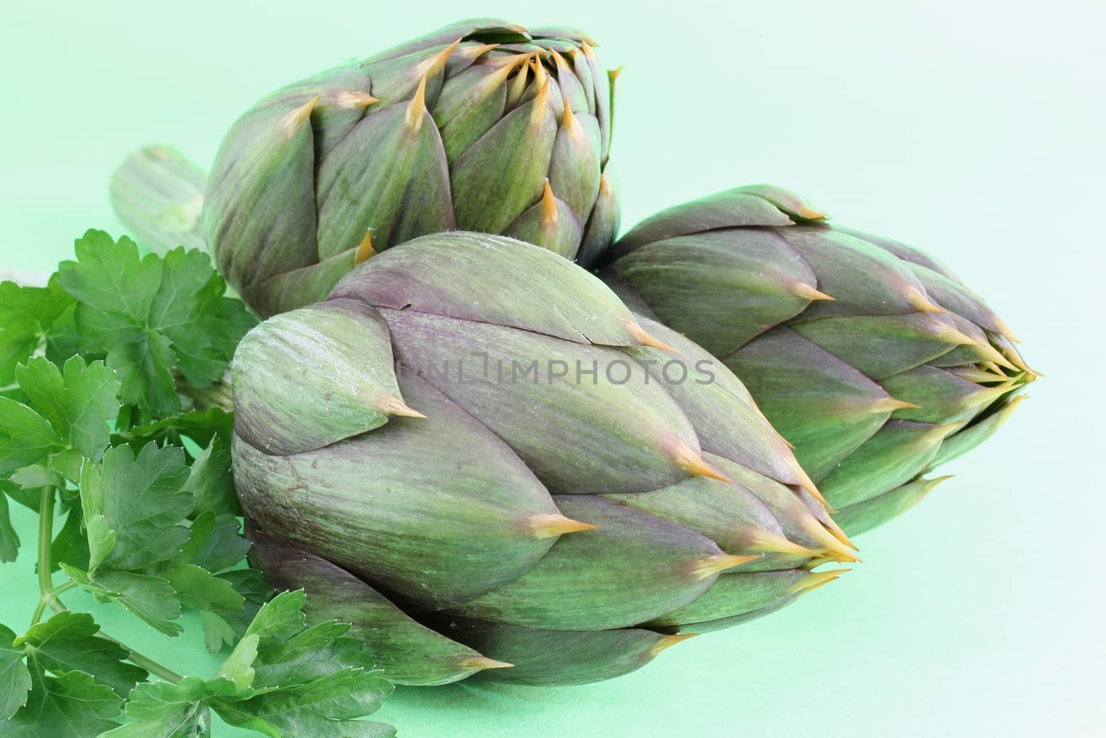 Raw spiny artichokes isolated on green background