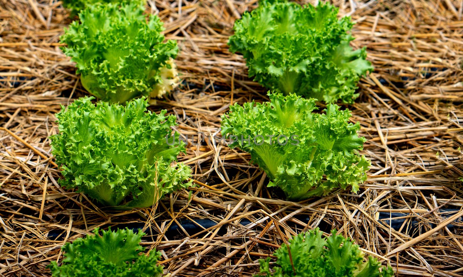 Summer green lettuce is grown in vegetable plots using straw covering to control the moisture of the top soil.